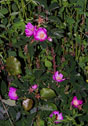 Rosa acicularis